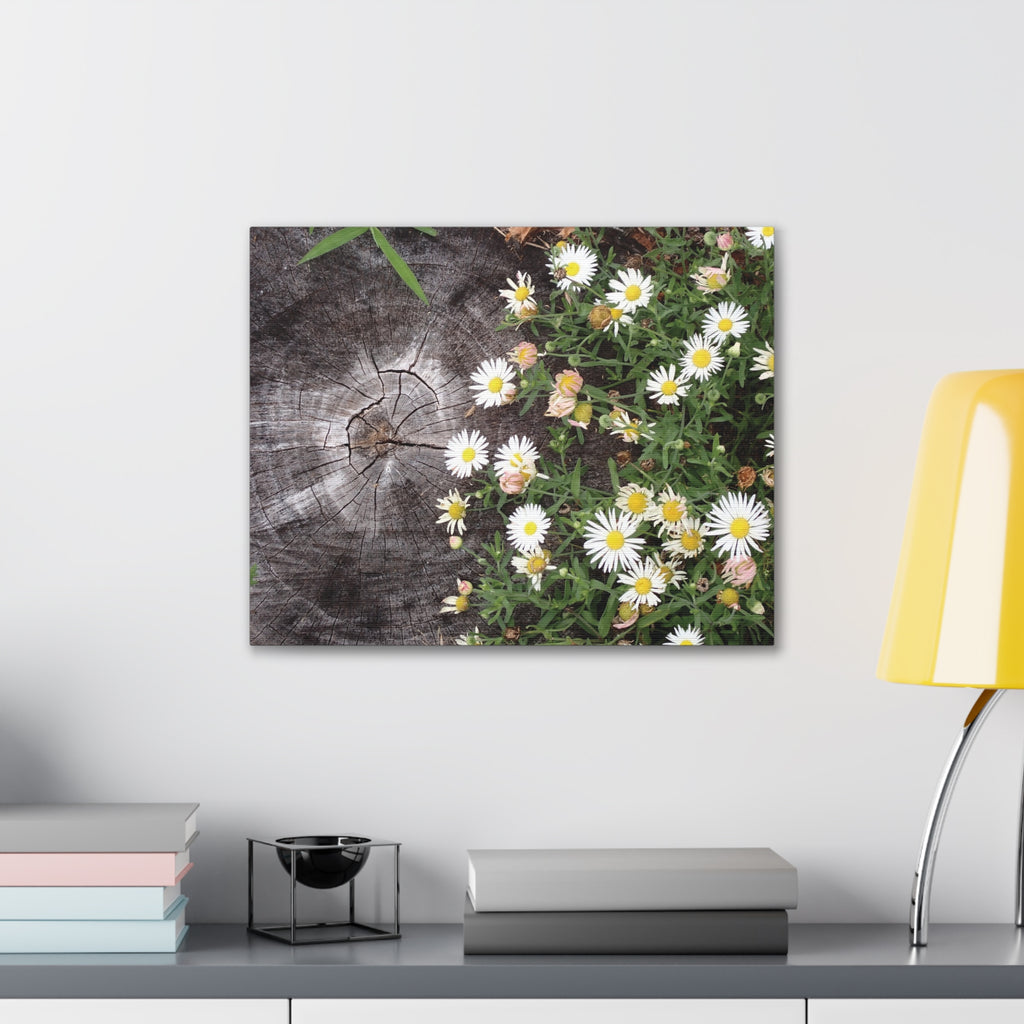 Daisies on Weathered Wood Canvas Wall Art