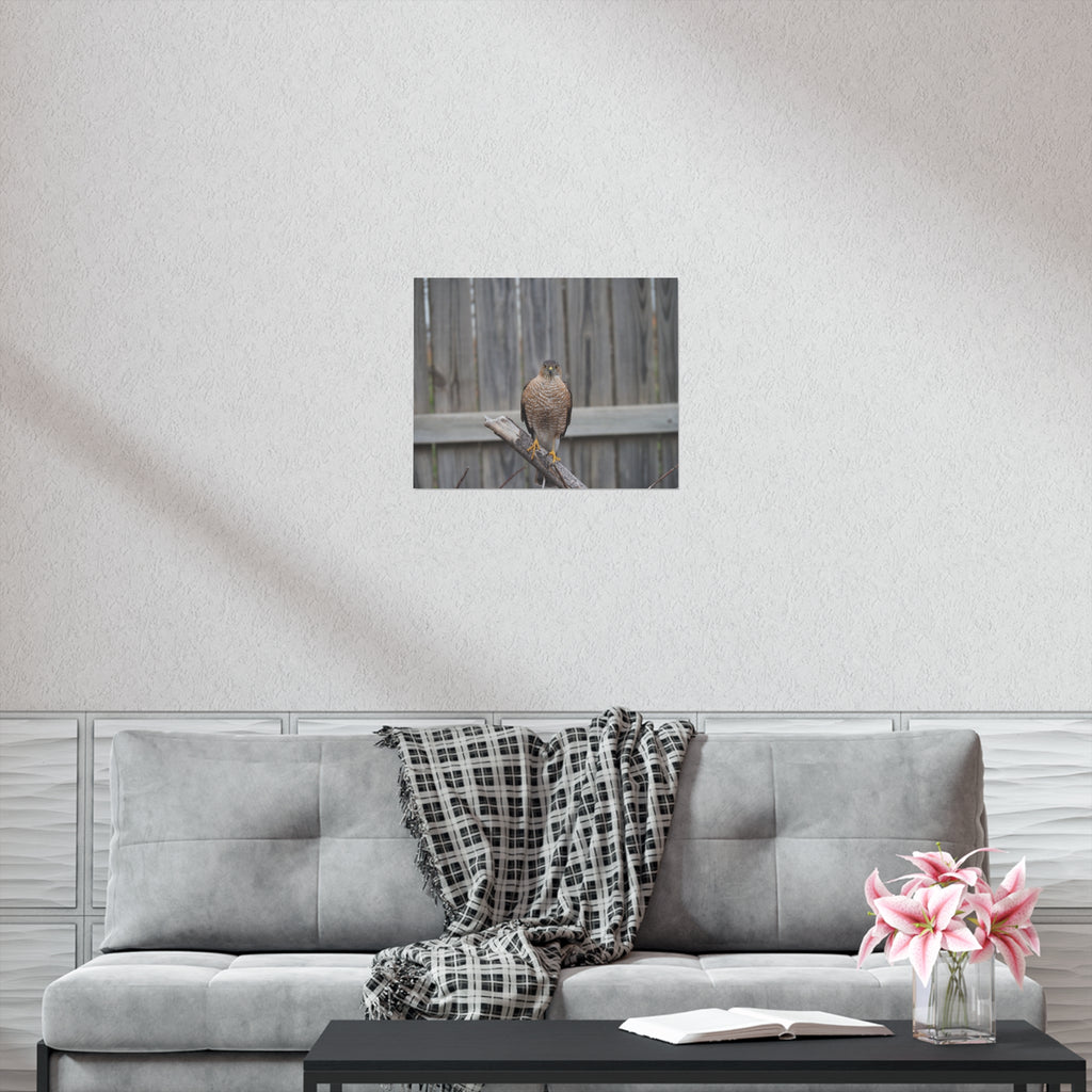 Sharp-Shinned Hawk Photo Poster — Wild Bird Wall Art Print