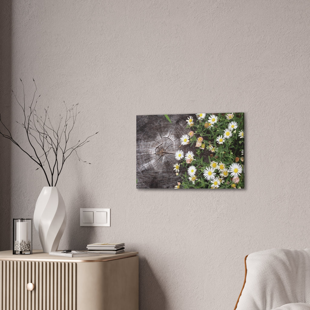 Daisies on Weathered Wood Canvas Wall Art
