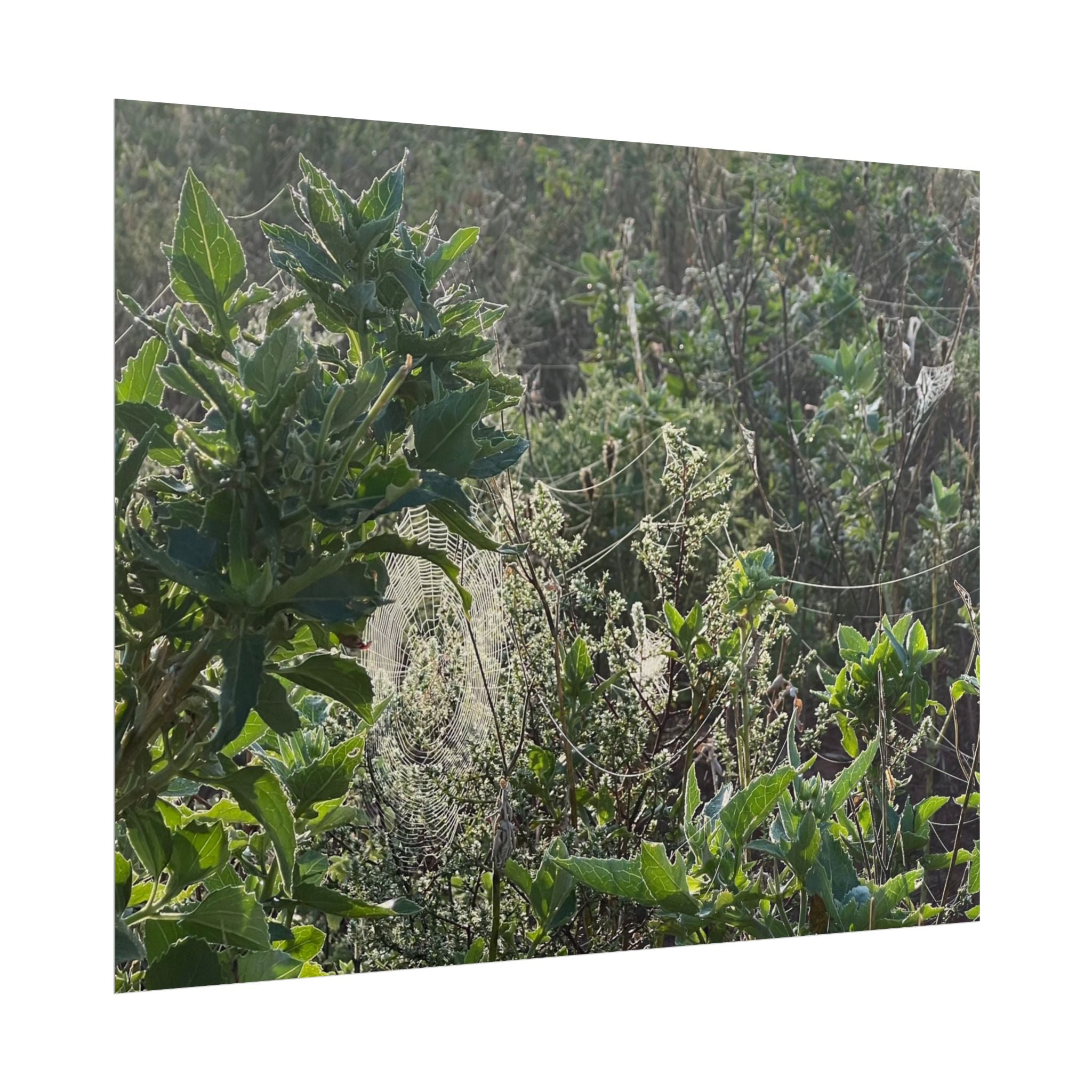 Botanical Greenery Poster — Wild Meadow Spider Web Rolled Art Print