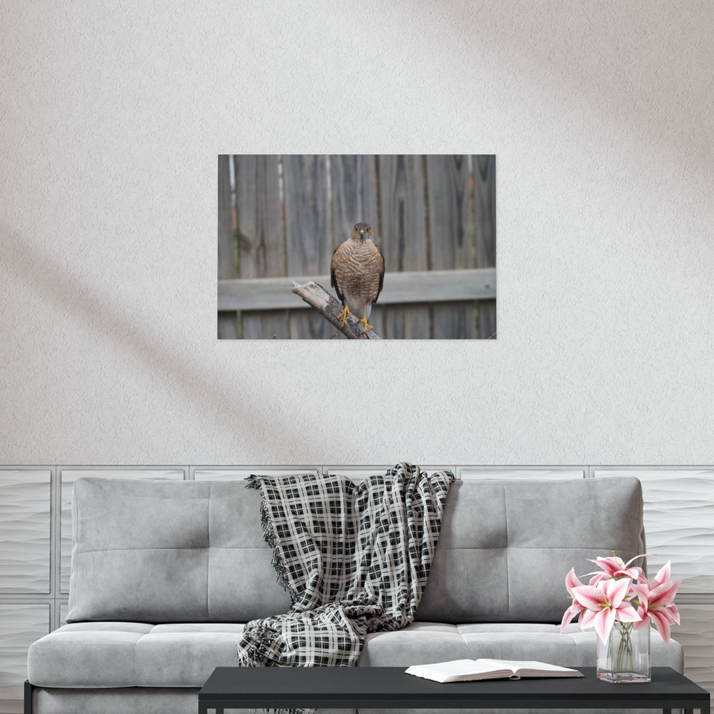 Sharp-Shinned Hawk Photo Poster — Wild Bird Wall Art Print