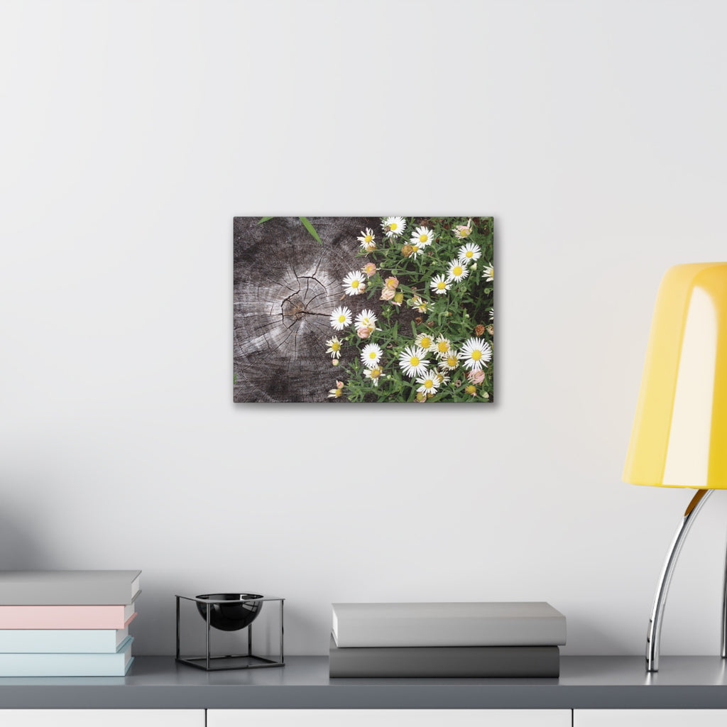 Daisies on Weathered Wood Canvas Wall Art