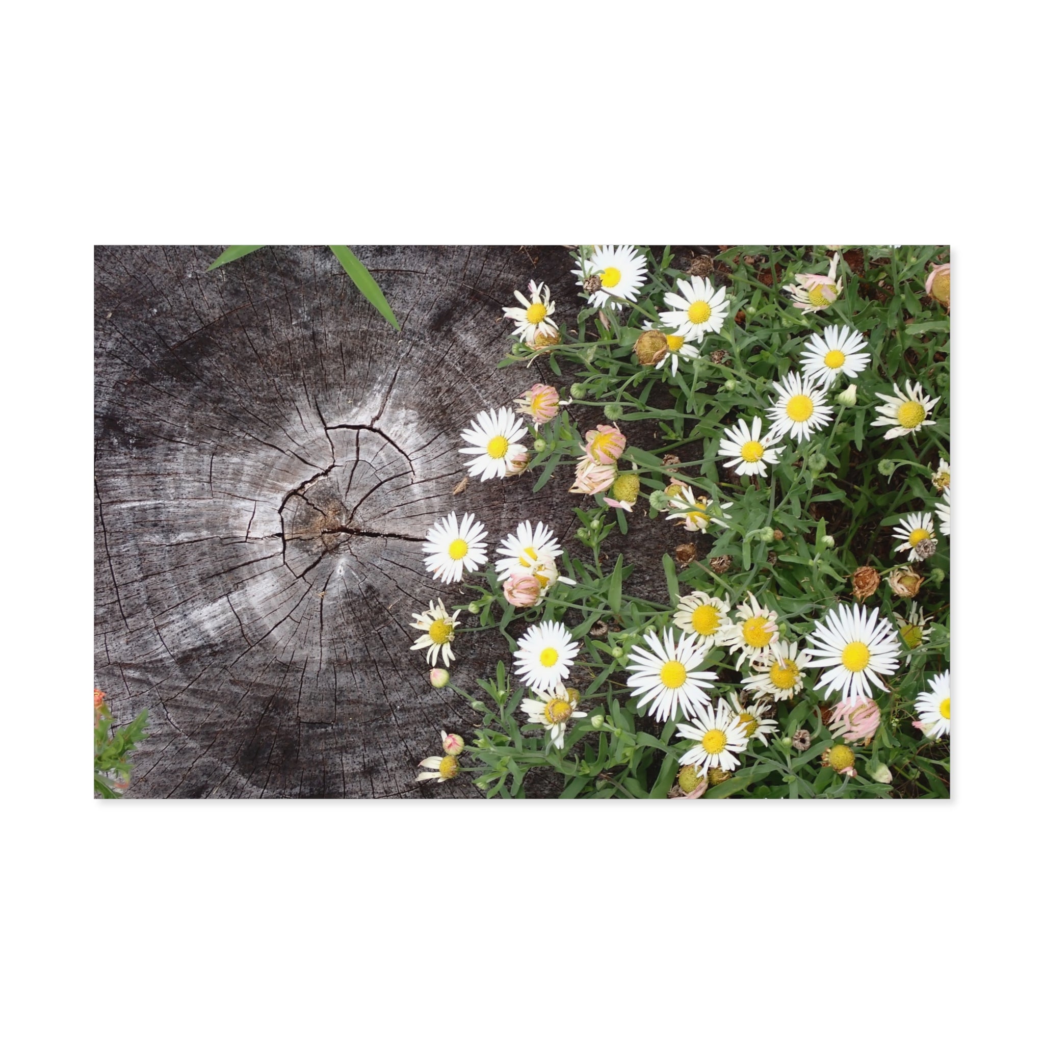 Daisy Cluster Poster