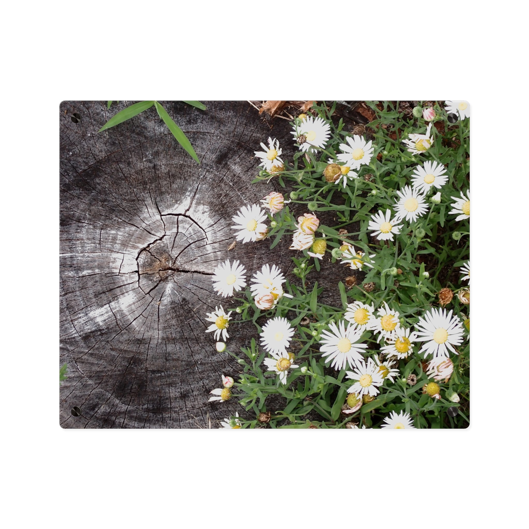 Daisy & Weathered Wood Acrylic Wall Art Panel – Rustic Floral Home Décor
