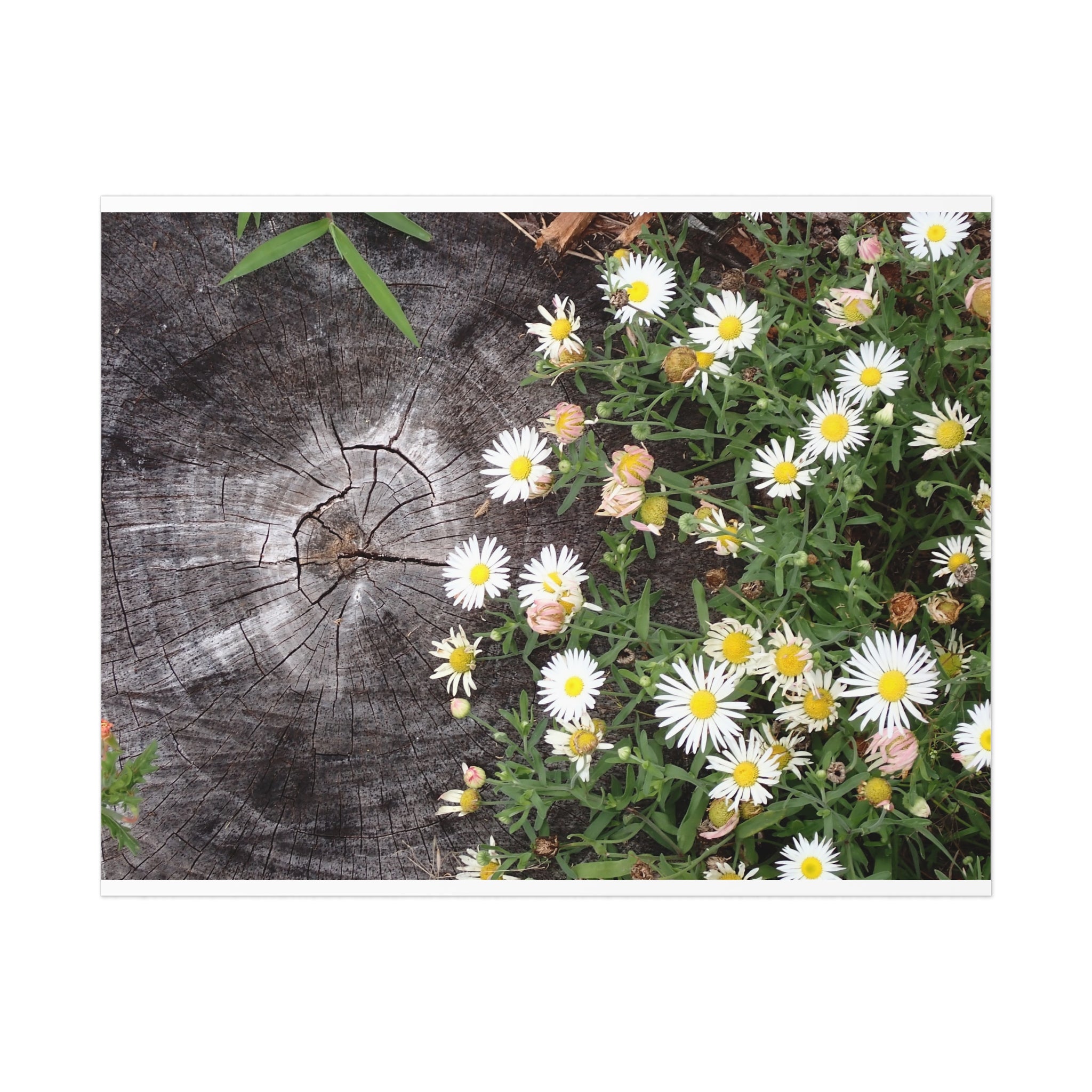 Daisy Cluster Poster