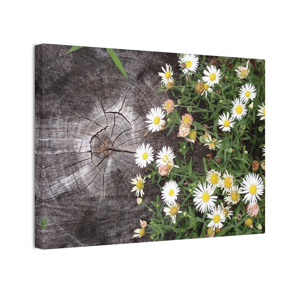 Daisies on Weathered Wood Canvas Wall Art