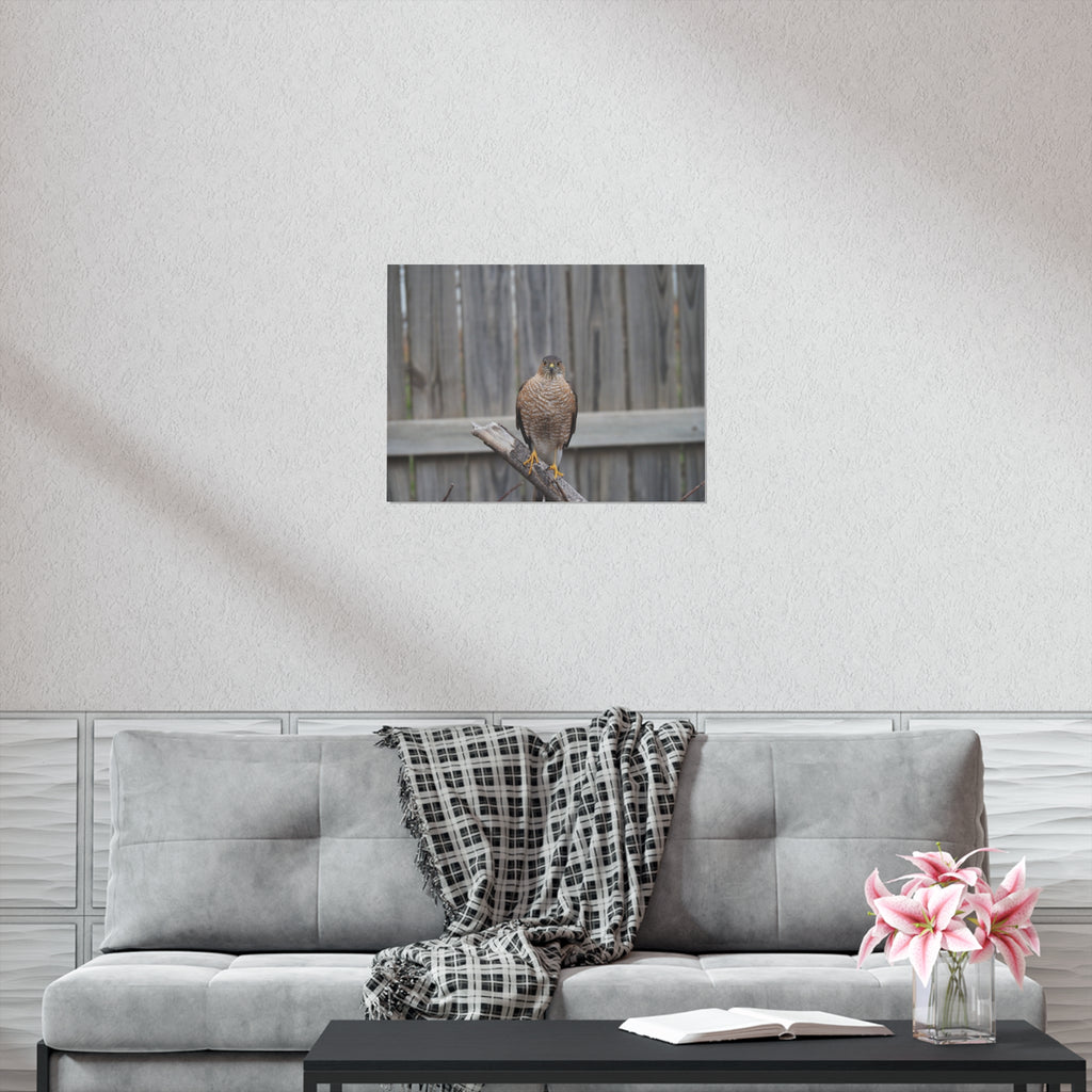 Sharp-Shinned Hawk Photo Poster — Wild Bird Wall Art Print
