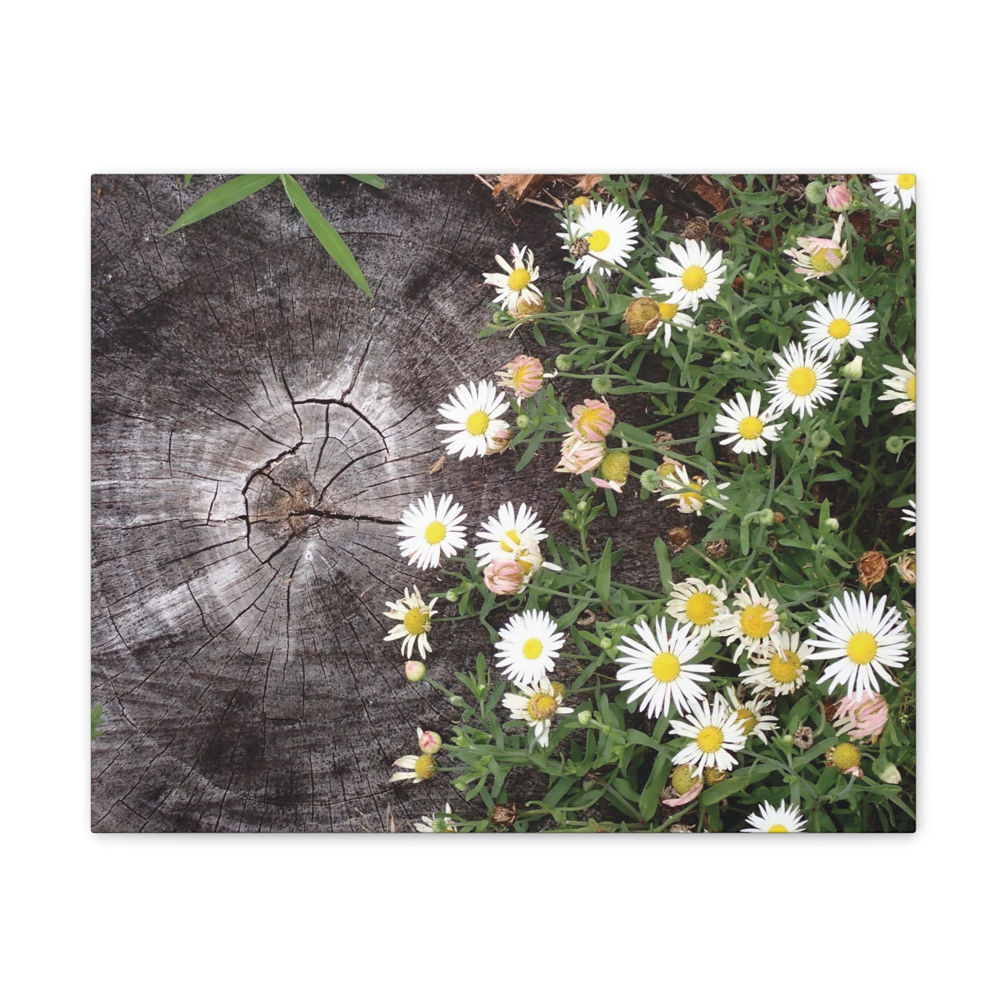 Daisies on Weathered Wood Canvas Wall Art