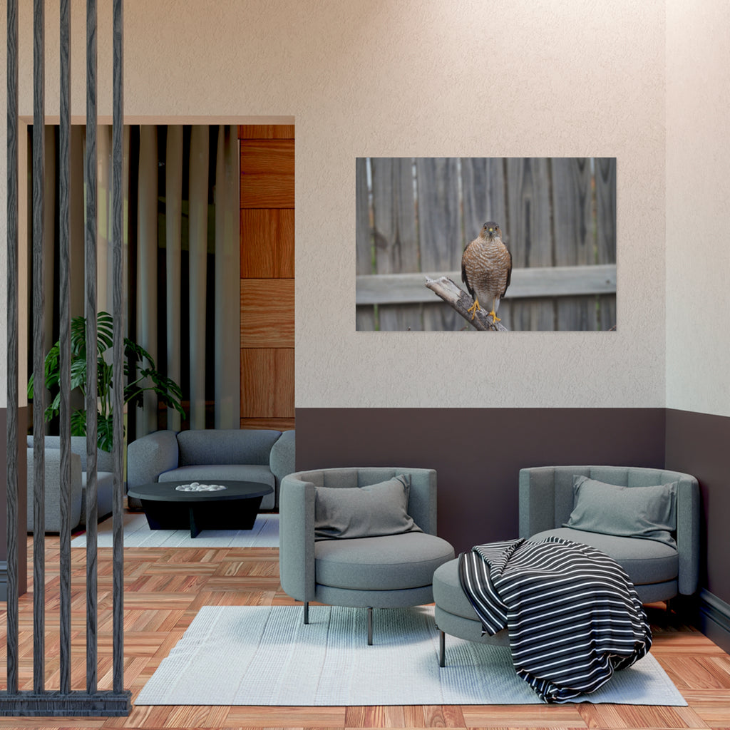 Sharp-Shinned Hawk Photo Poster — Wild Bird Wall Art Print