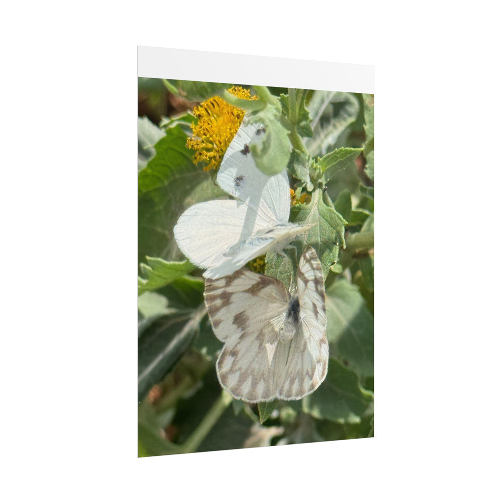 Butterfly Close-Up Rolled Poster — Nature Photography Wall Art