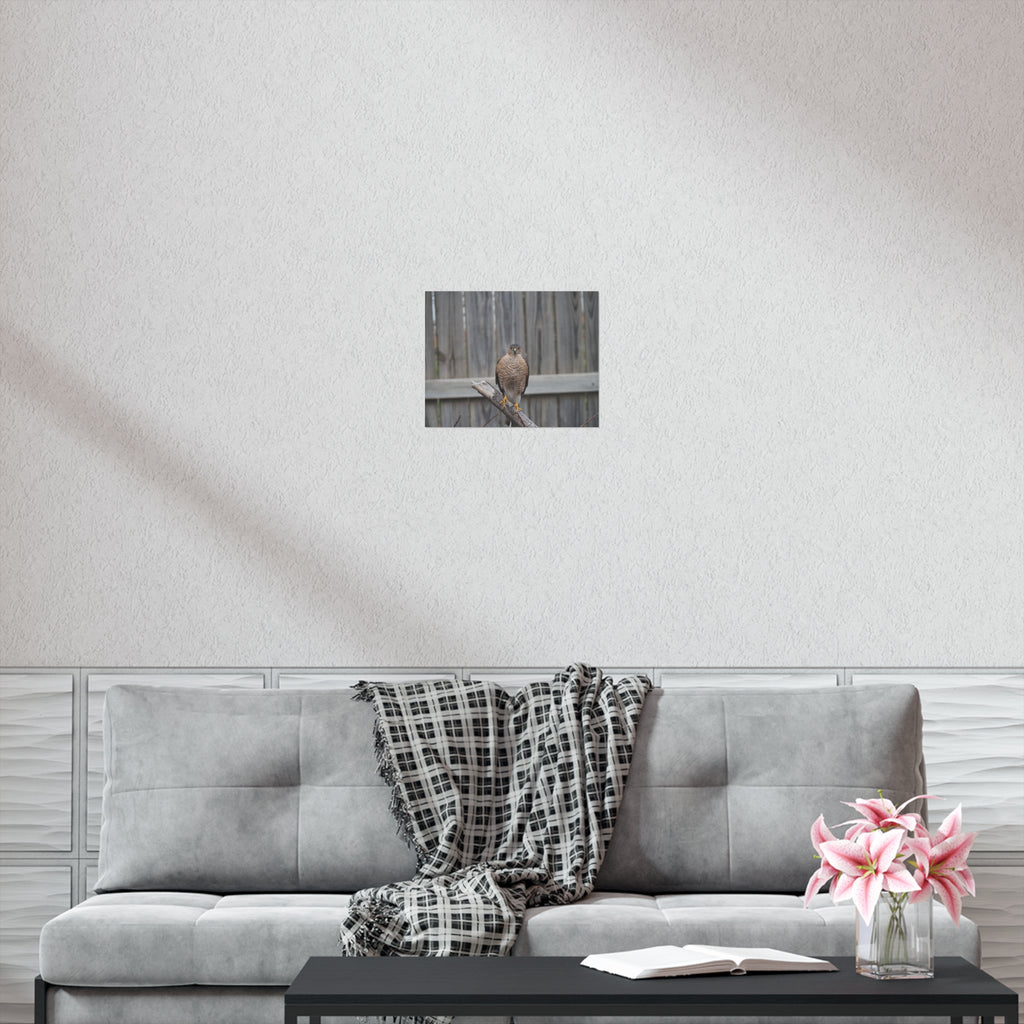 Sharp-Shinned Hawk Photo Poster — Wild Bird Wall Art Print