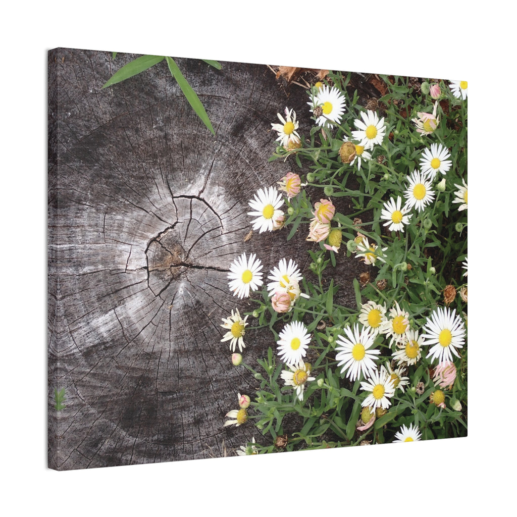 Daisies on Weathered Wood Canvas Wall Art