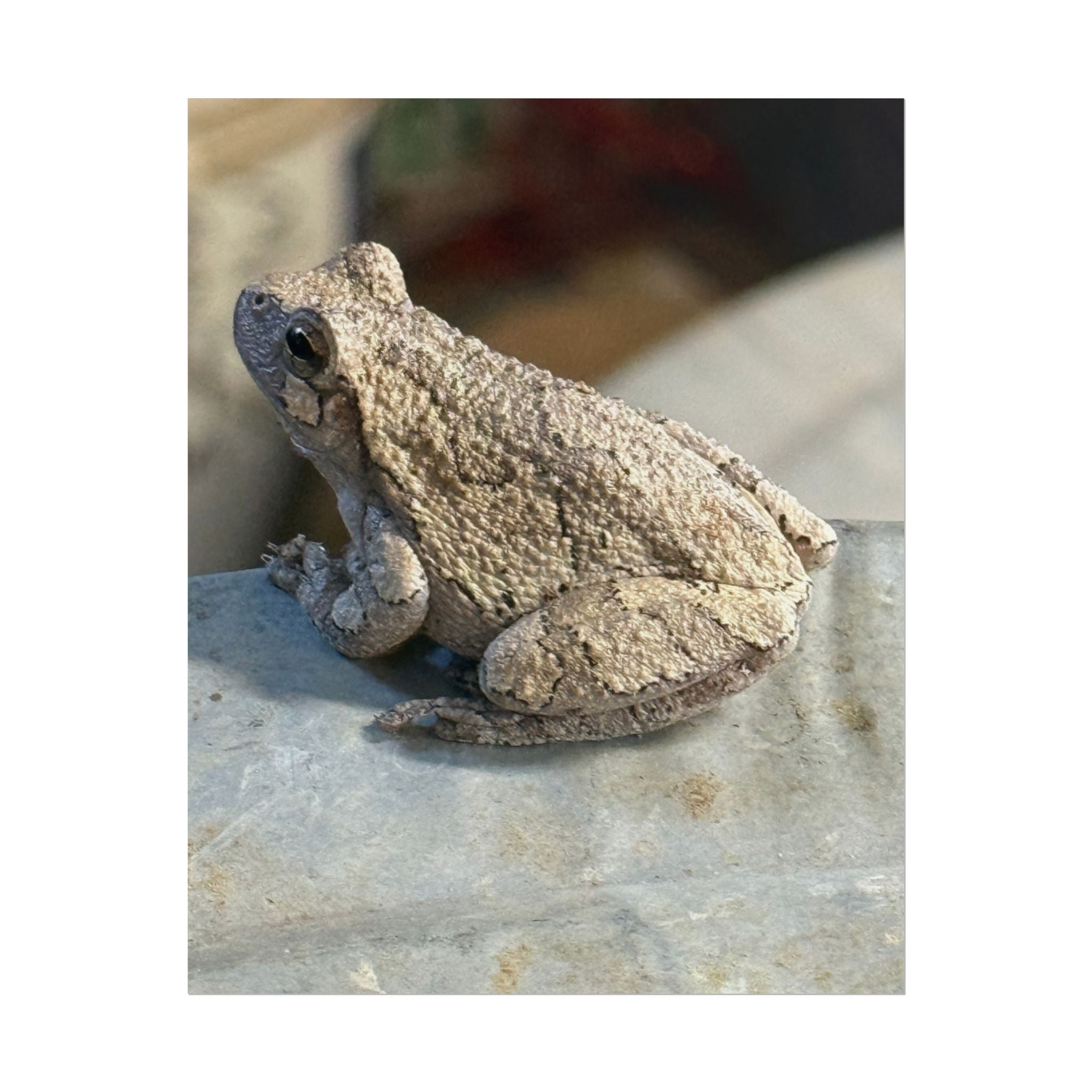 Tree Frog Photography Poster – Nature Wildlife Rolled Wall Art