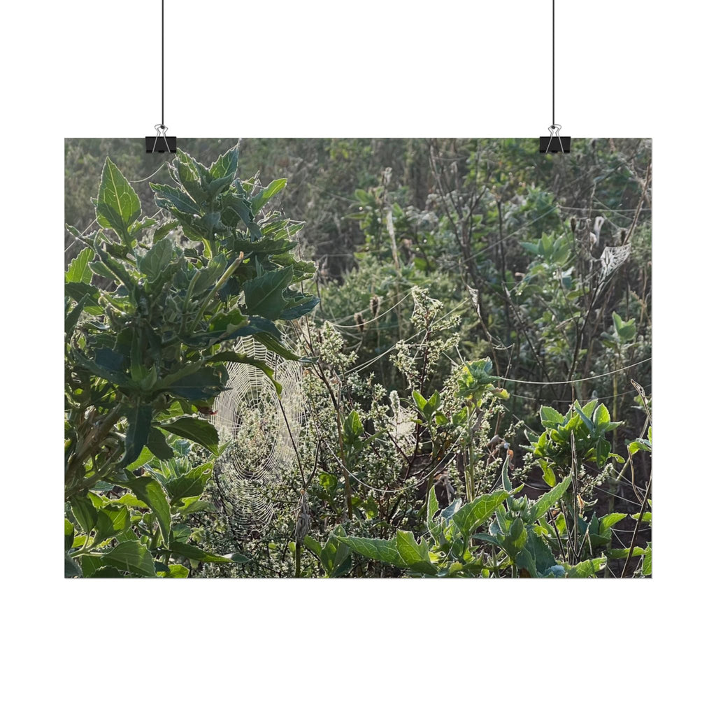 Botanical Greenery Poster — Wild Meadow Spider Web Rolled Art Print