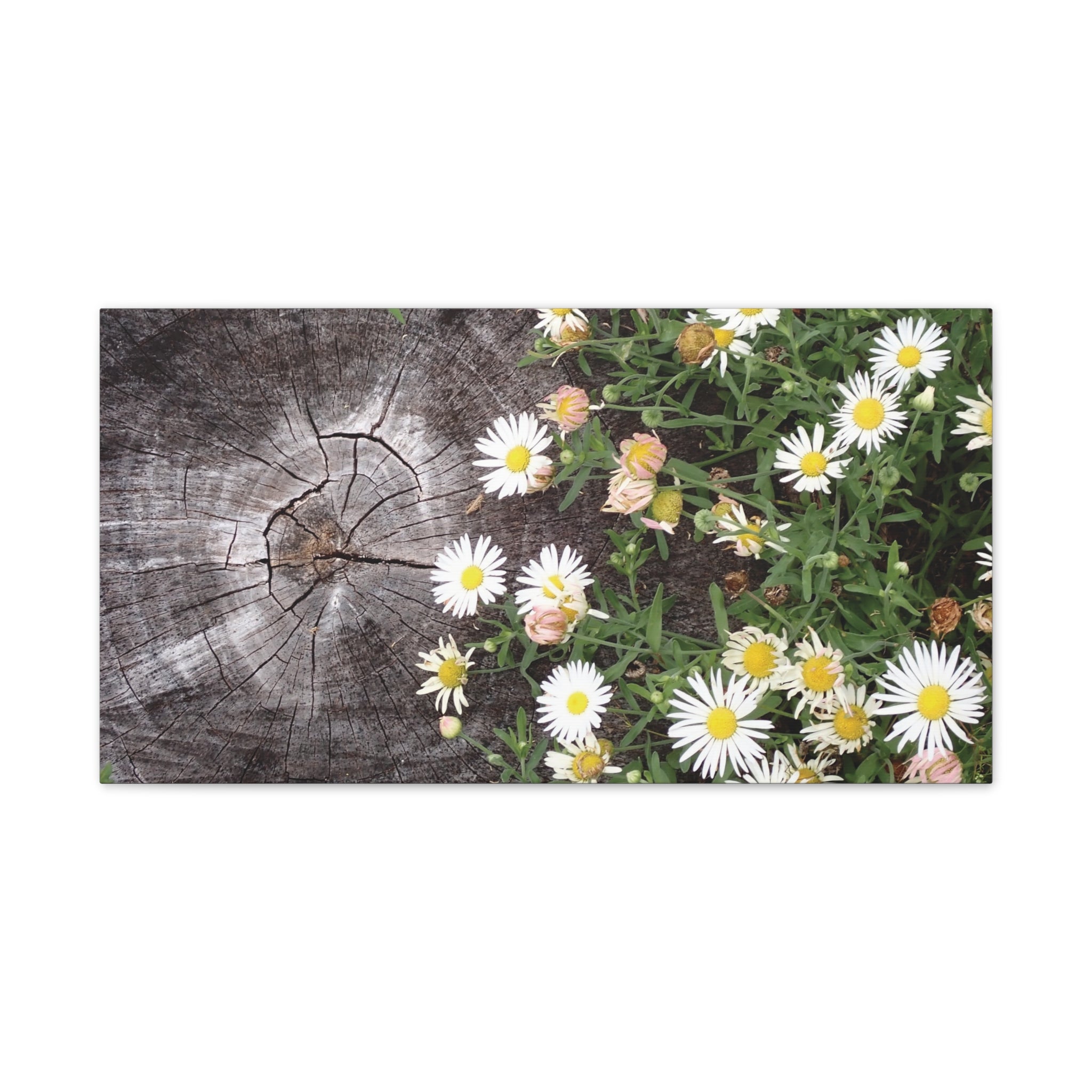 Daisies on Weathered Wood Canvas Wall Art