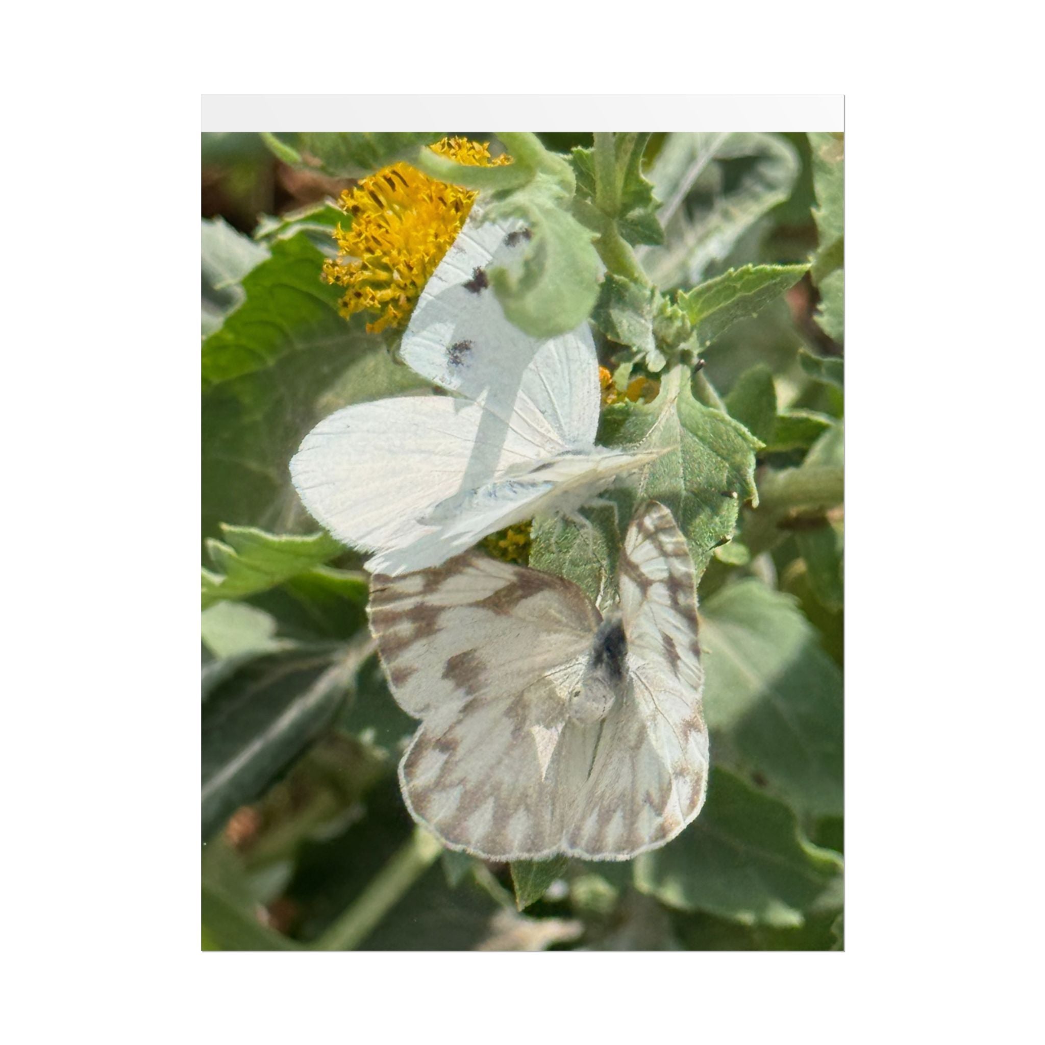 Butterfly Close-Up Rolled Poster — Nature Photography Wall Art