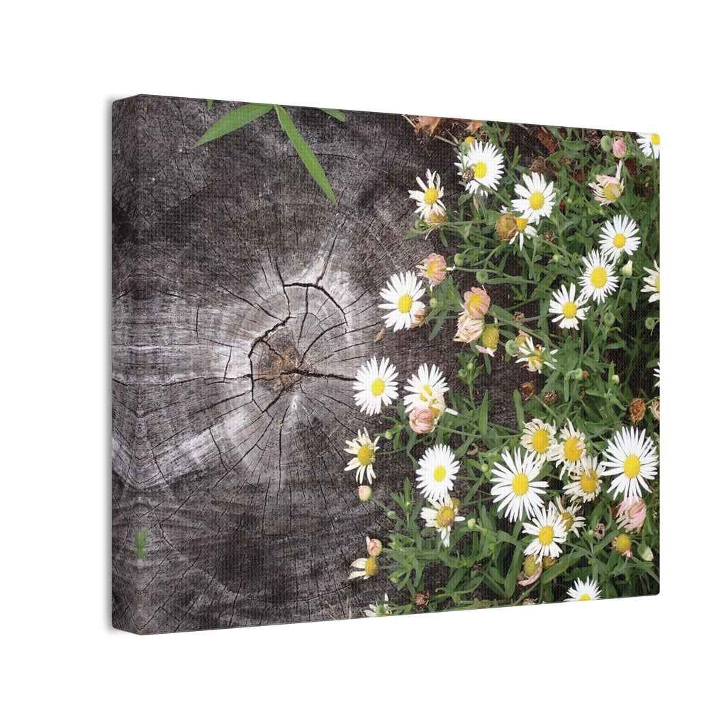 Daisies on Weathered Wood Canvas Wall Art