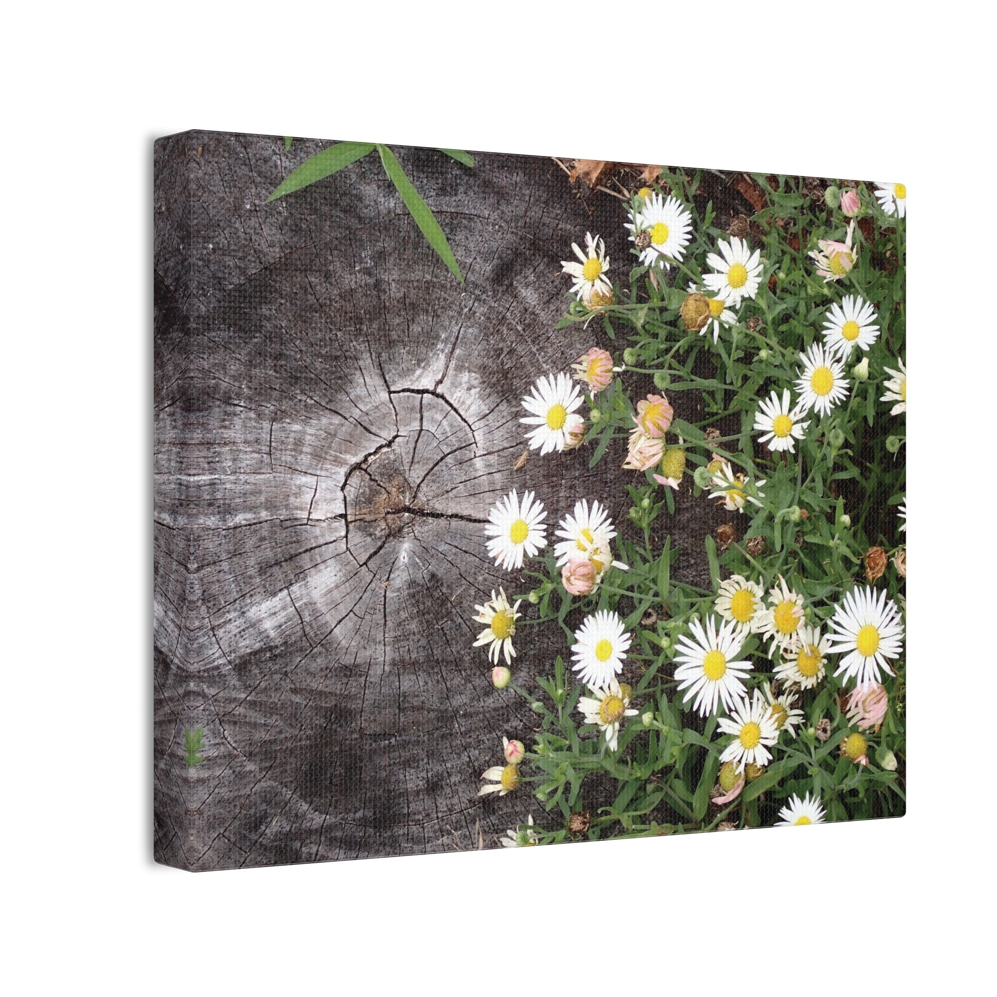 Daisies on Weathered Wood Canvas Wall Art