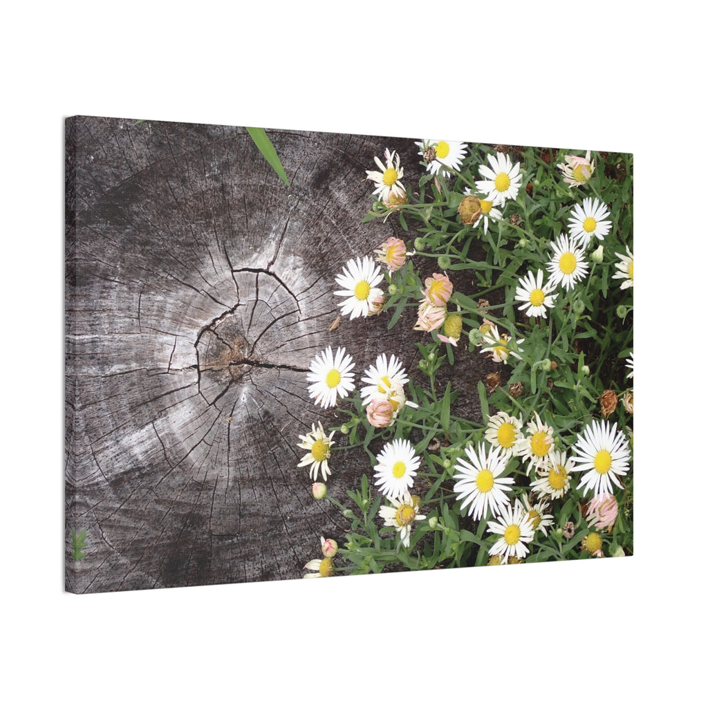 Daisies on Weathered Wood Canvas Wall Art