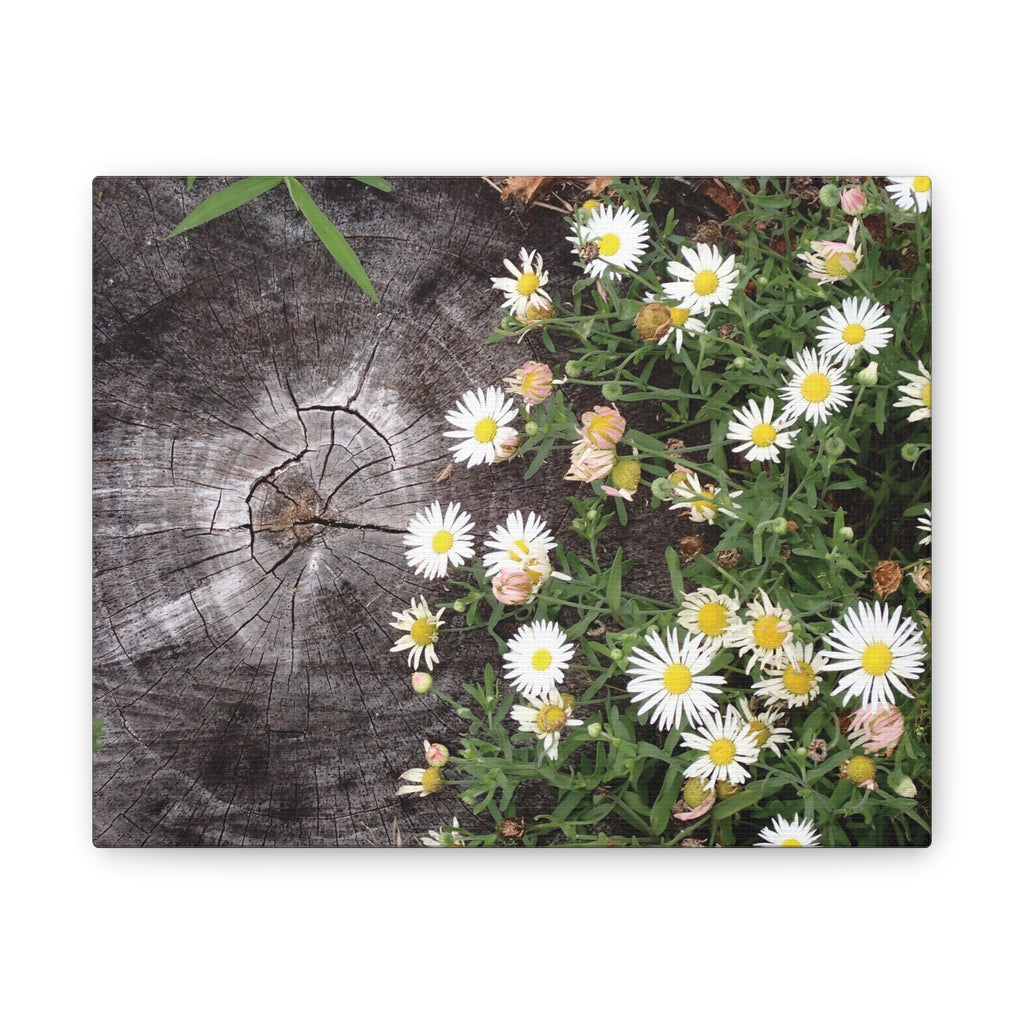 Daisies on Weathered Wood Canvas Wall Art