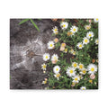 Daisies on Weathered Wood Canvas Wall Art