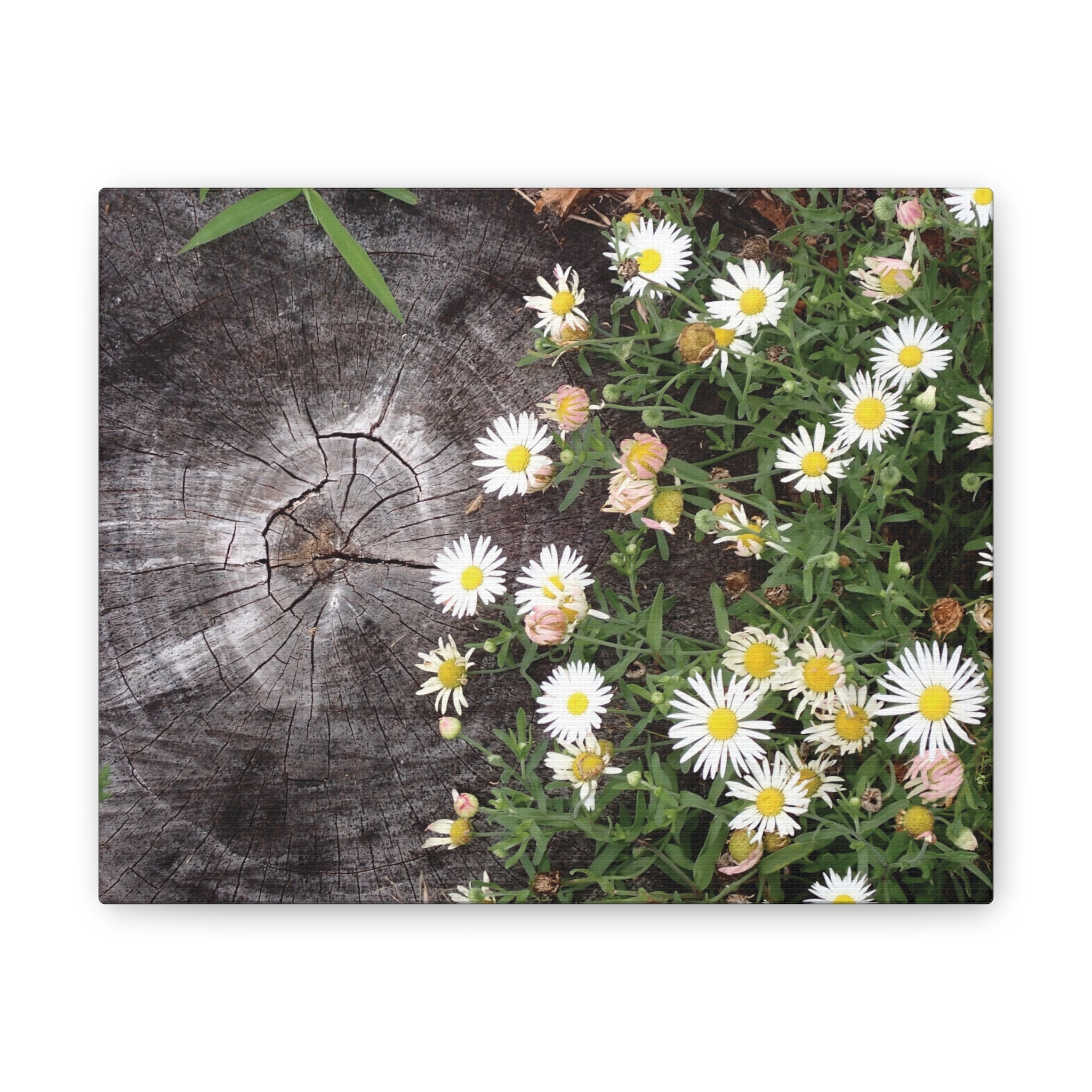 Daisies on Weathered Wood Canvas Wall Art