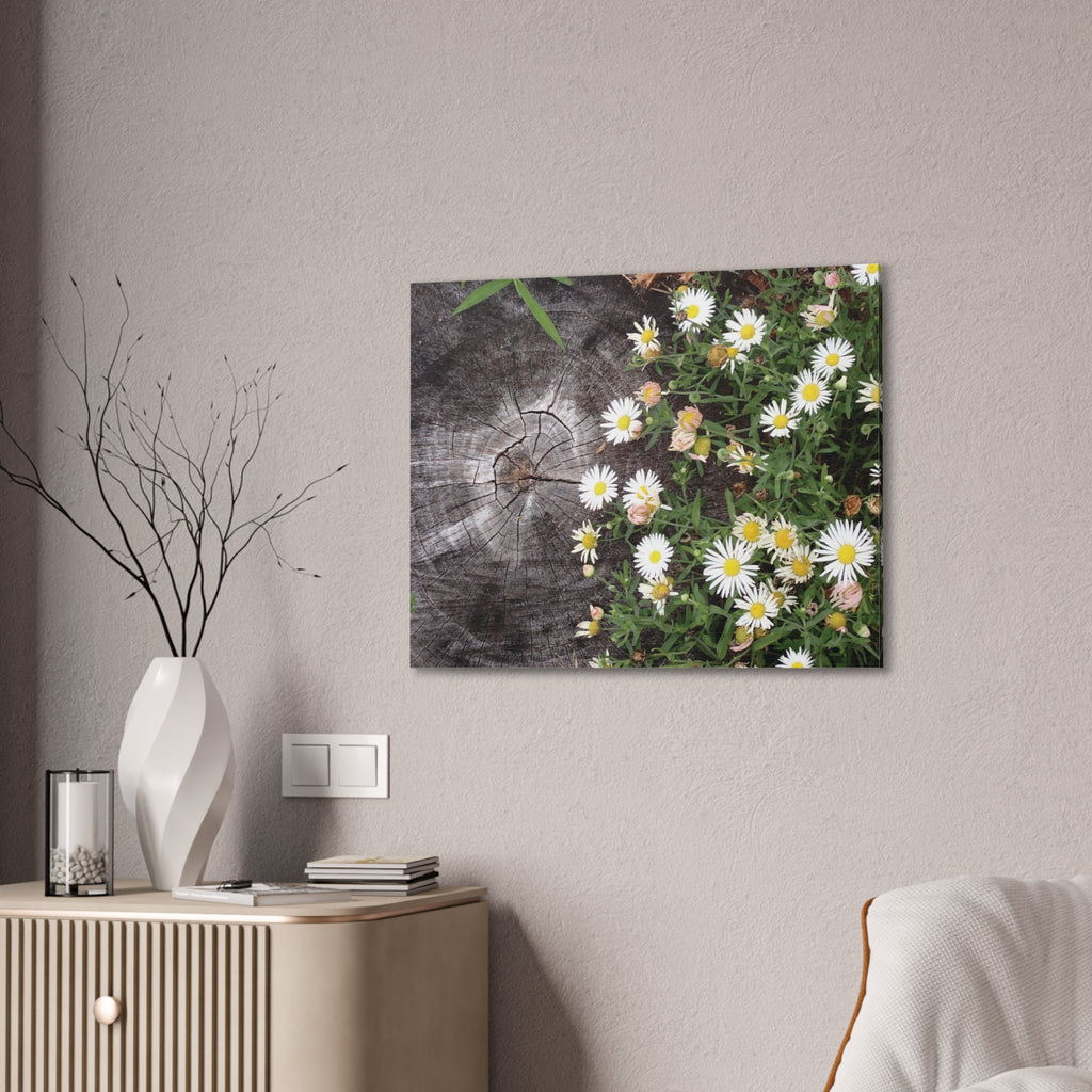 Daisies on Weathered Wood Canvas Wall Art