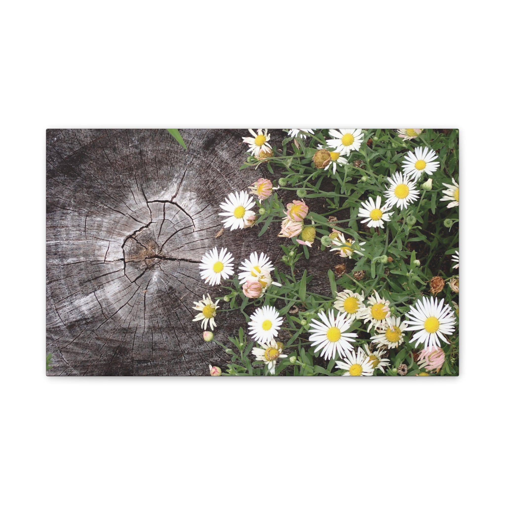 Daisies on Weathered Wood Canvas Wall Art