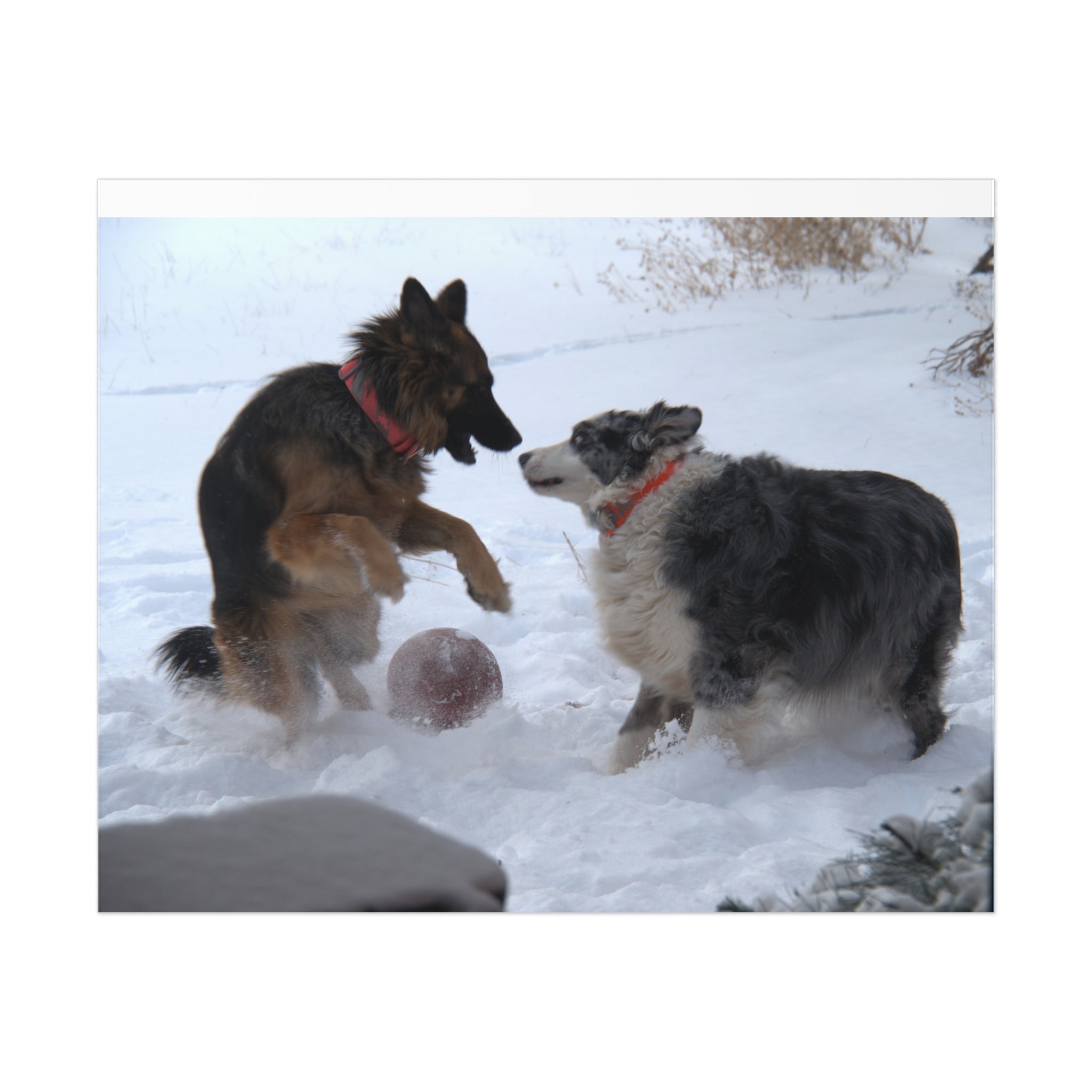 Dog Playful Winter Photo Poster — Two Dogs Playing in Snow Wall Art
