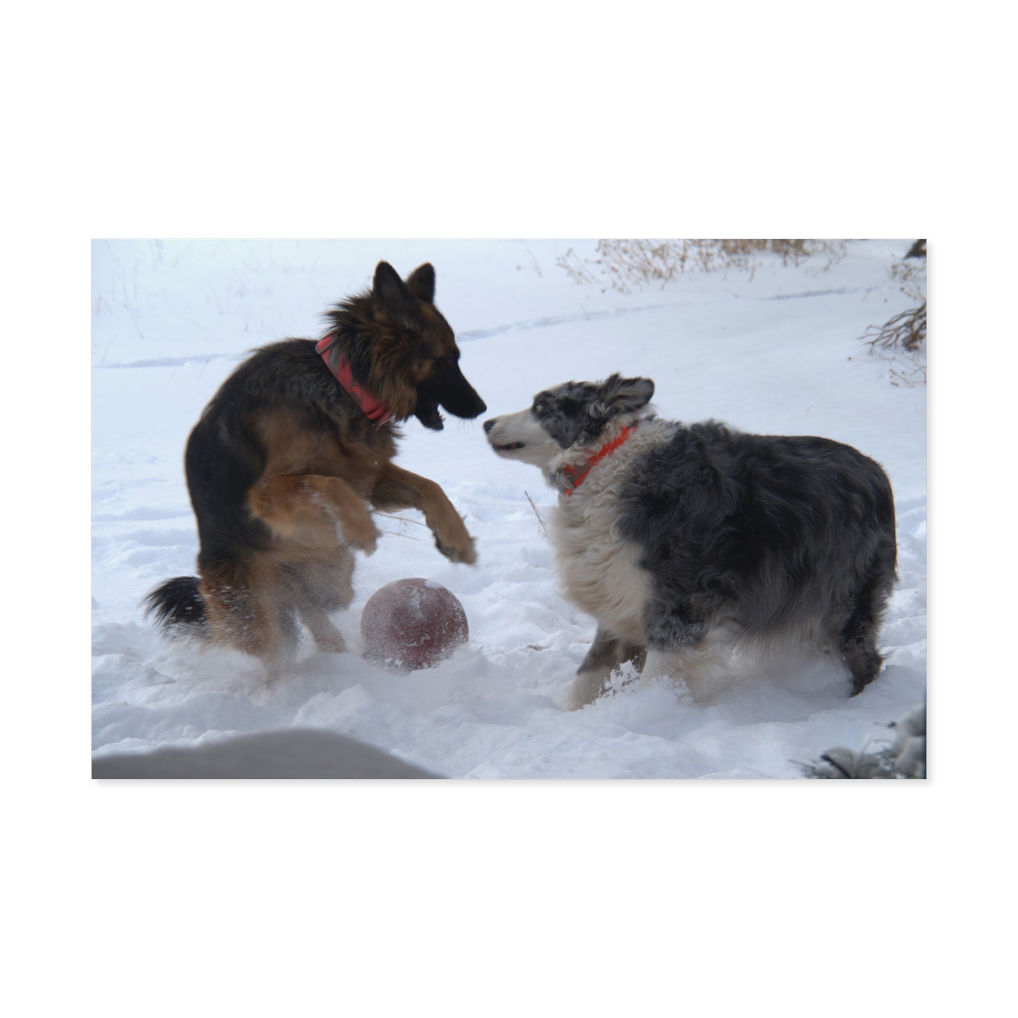 Dog Playful Winter Photo Poster — Two Dogs Playing in Snow Wall Art