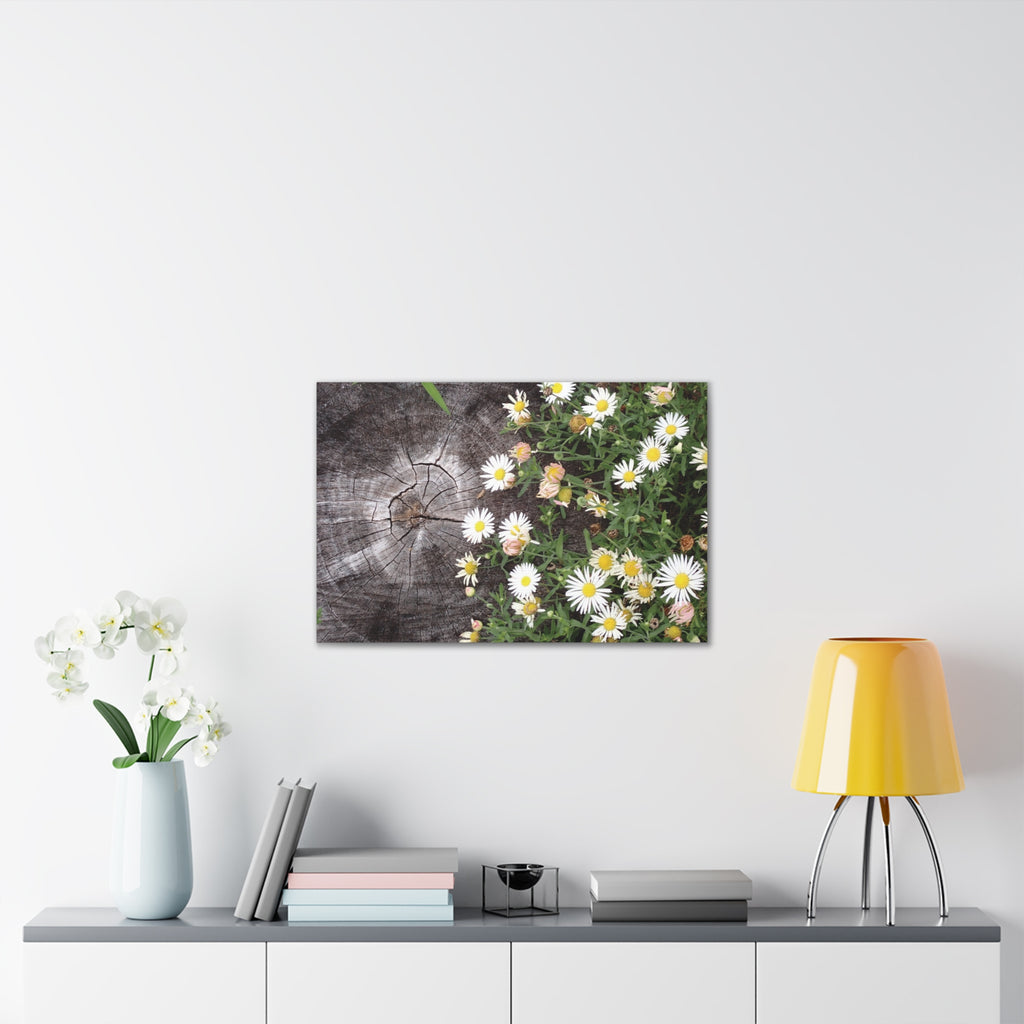 Daisies on Weathered Wood Canvas Wall Art