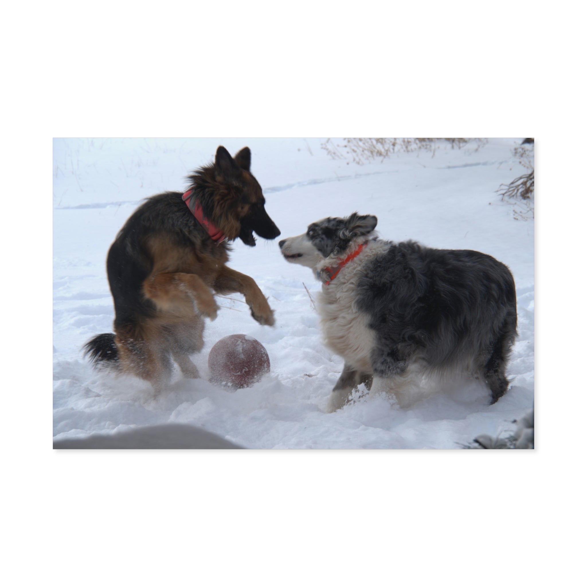 Dog Playful Winter Photo Poster — Two Dogs Playing in Snow Wall Art