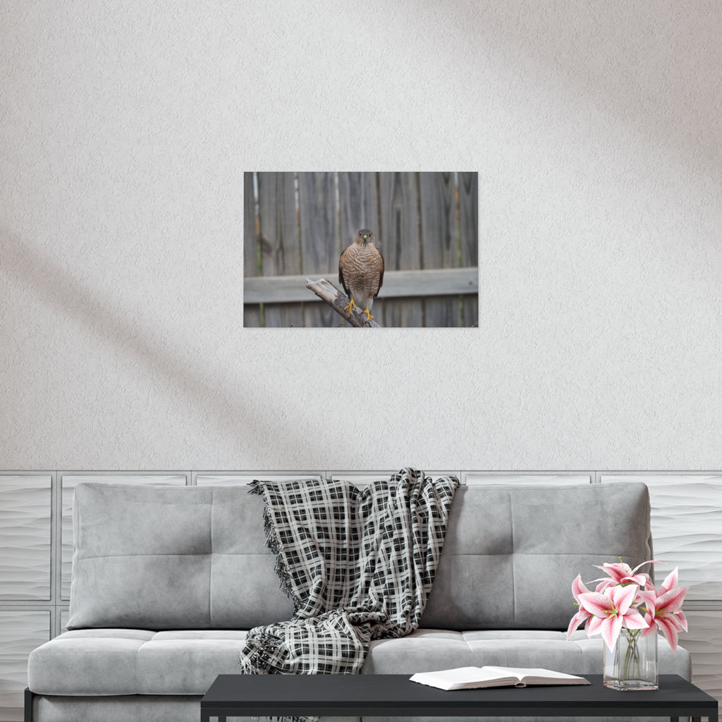 Sharp-Shinned Hawk Photo Poster — Wild Bird Wall Art Print