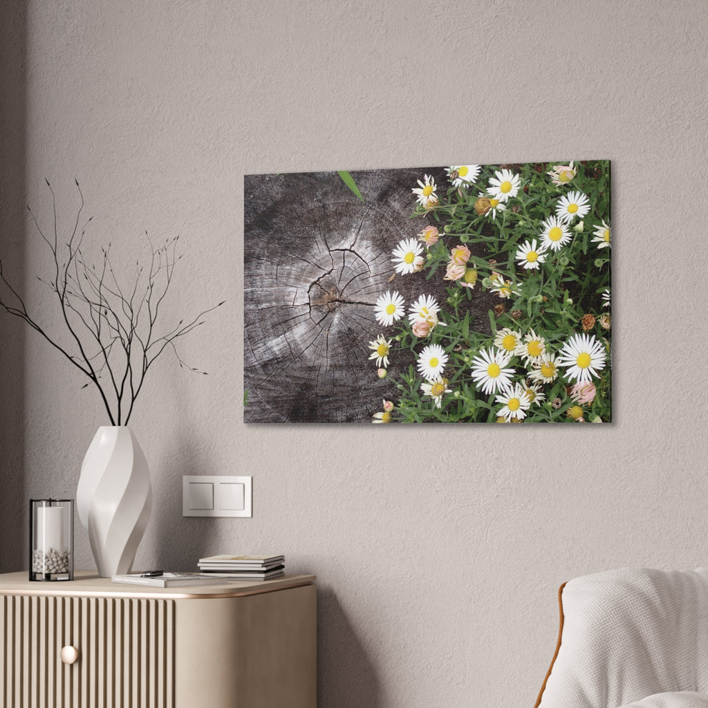 Daisies on Weathered Wood Canvas Wall Art