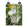 Butterfly Close-Up Rolled Poster — Nature Photography Wall Art