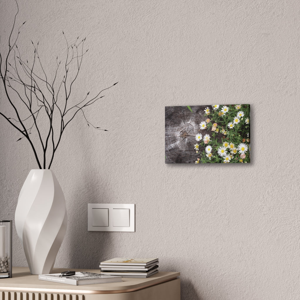 Daisies on Weathered Wood Canvas Wall Art