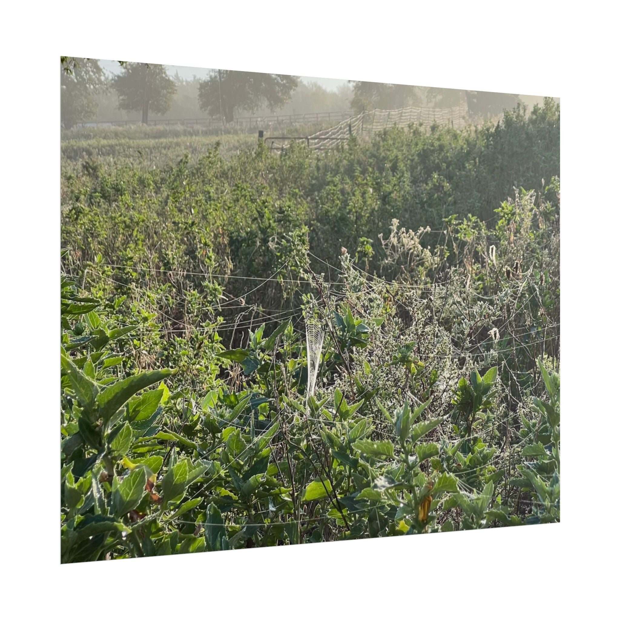 Morning Meadow Rolled Poster — Misty Wildflower Landscape Wall Art