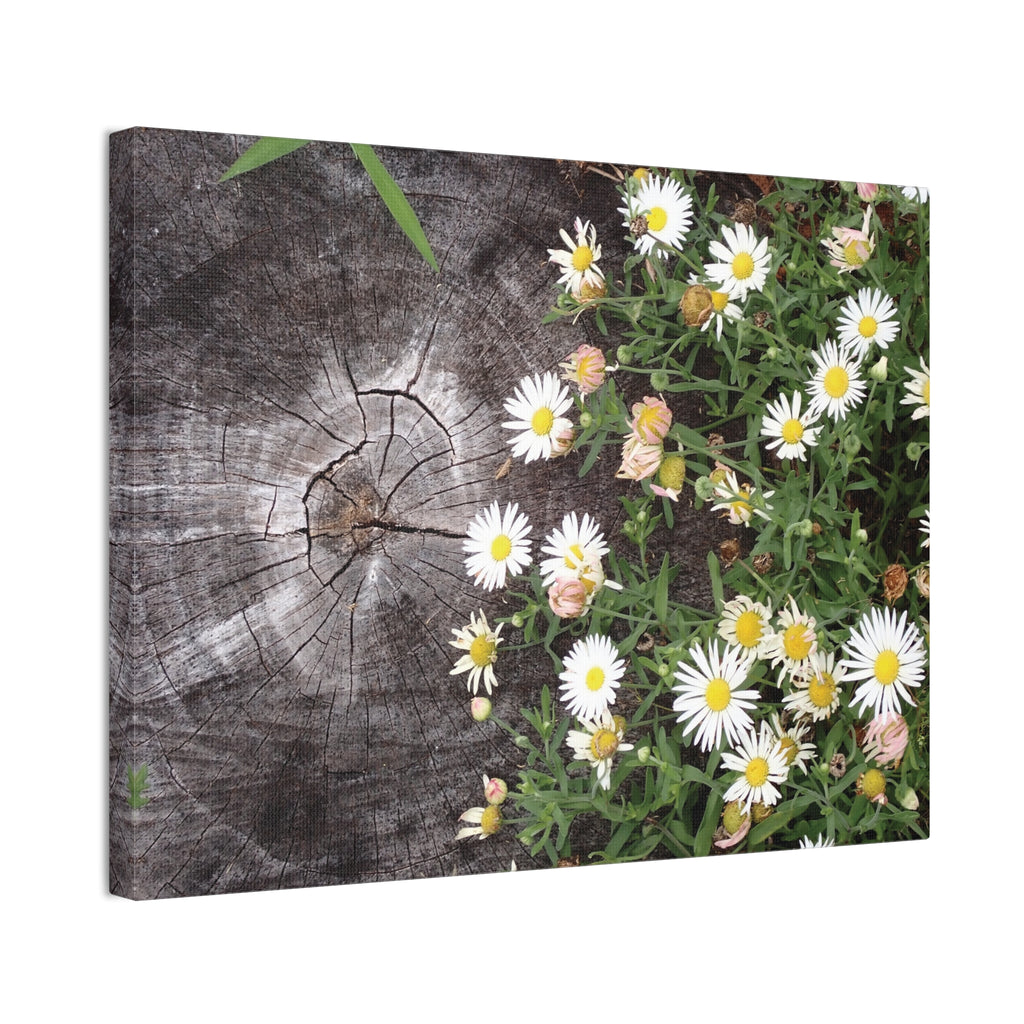 Daisies on Weathered Wood Canvas Wall Art