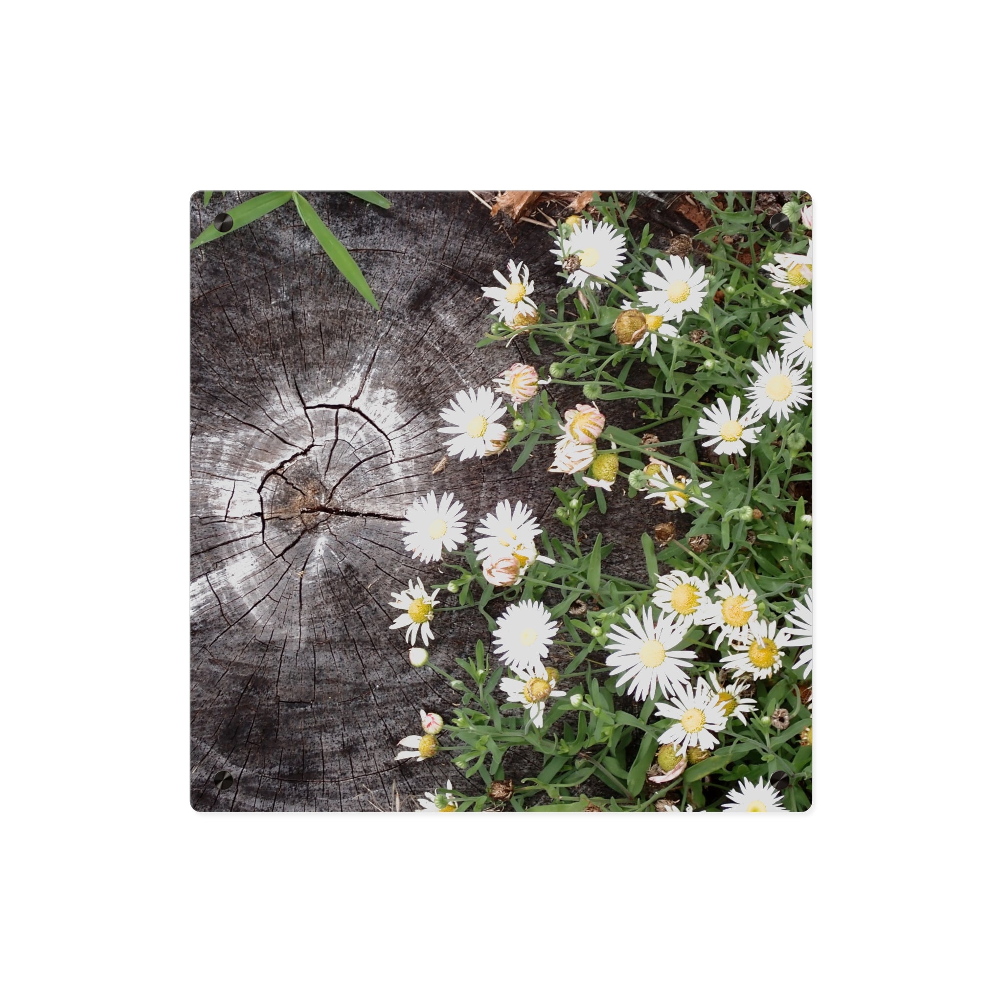 Daisy & Weathered Wood Acrylic Wall Art Panel – Rustic Floral Home Décor