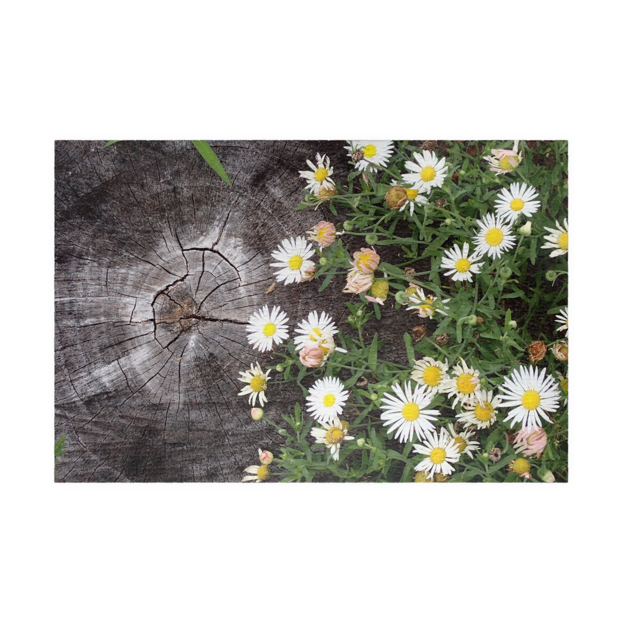 Daisy Garden Puzzle — Rustic Wood & Wildflower Jigsaw (110–1014 pcs)