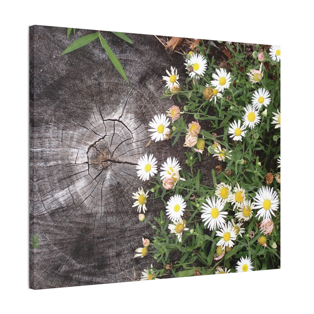 Daisies on Weathered Wood Canvas Wall Art