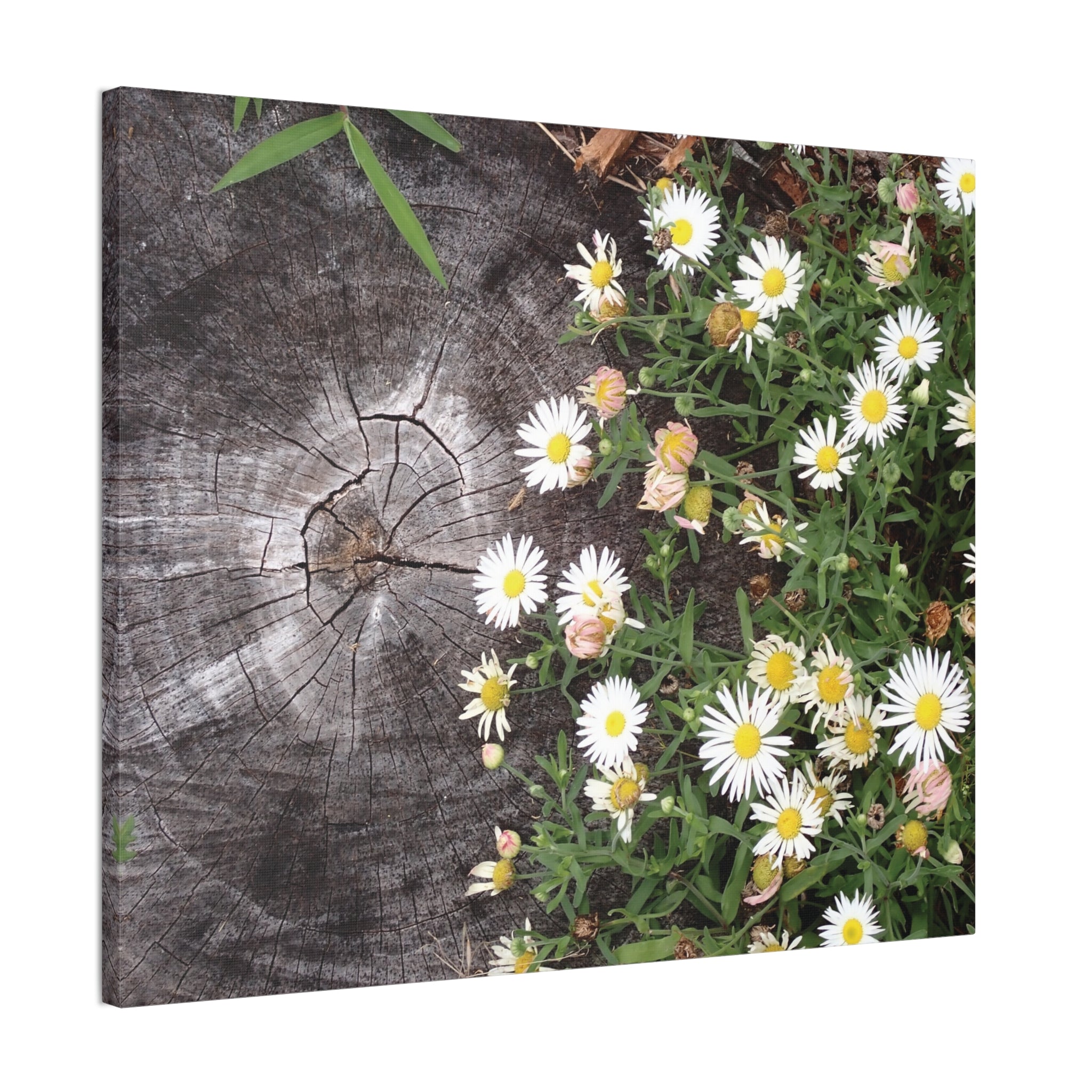 Daisies on Weathered Wood Canvas Wall Art