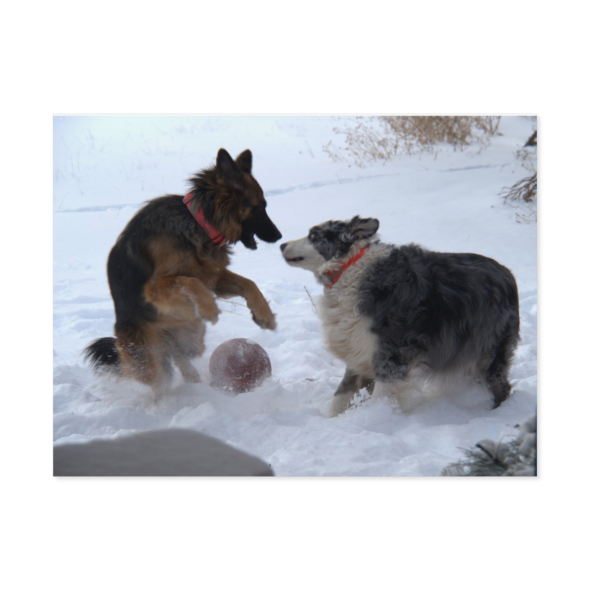 Dog Playful Winter Photo Poster — Two Dogs Playing in Snow Wall Art