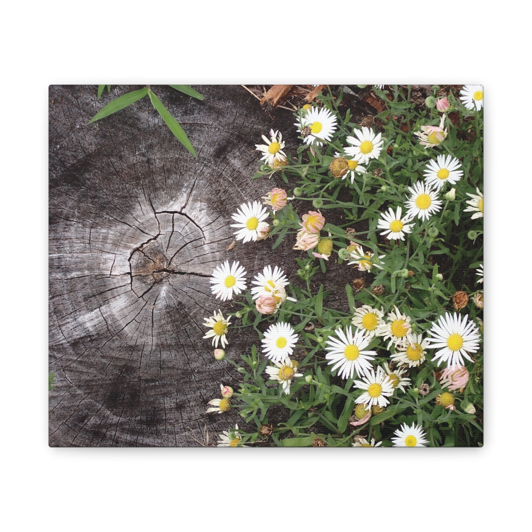Daisies on Weathered Wood Canvas Wall Art