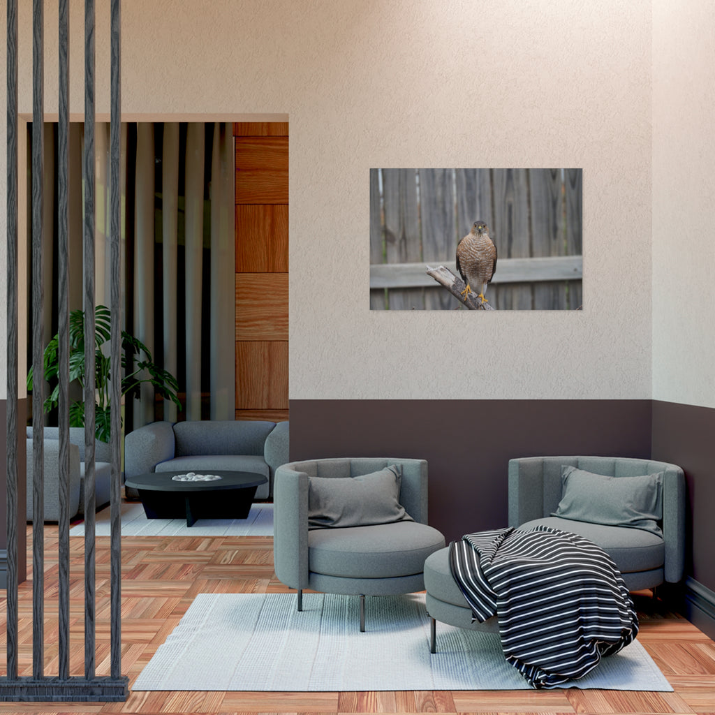 Sharp-Shinned Hawk Photo Poster — Wild Bird Wall Art Print