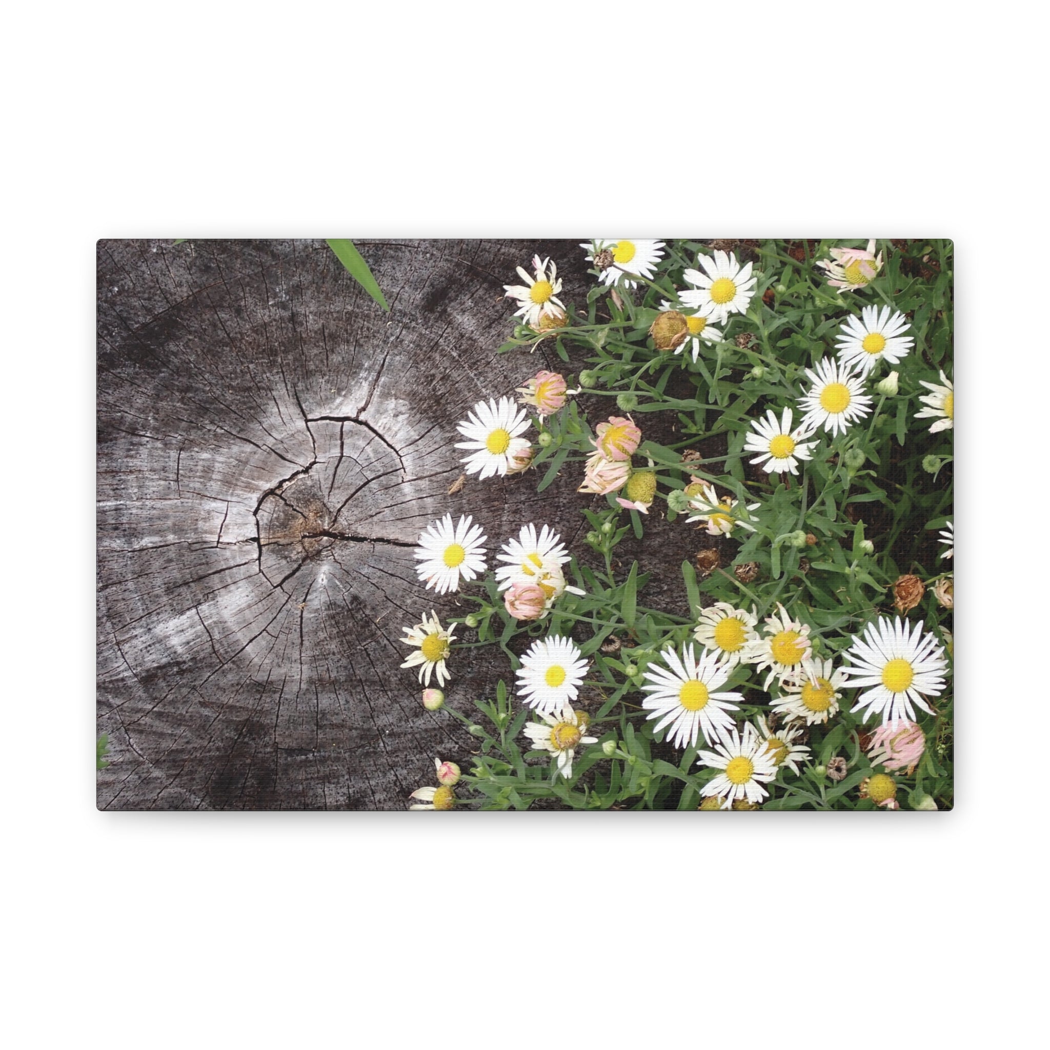 Daisies on Weathered Wood Canvas Wall Art