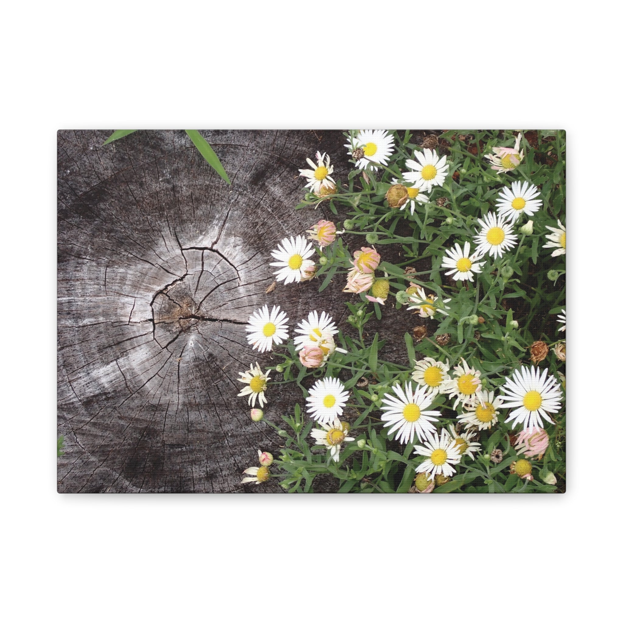 Daisies on Weathered Wood Canvas Wall Art