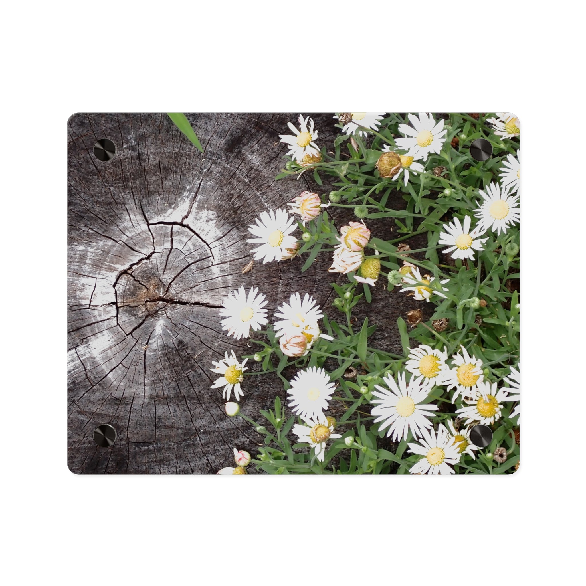 Daisy & Weathered Wood Acrylic Wall Art Panel – Rustic Floral Home Décor
