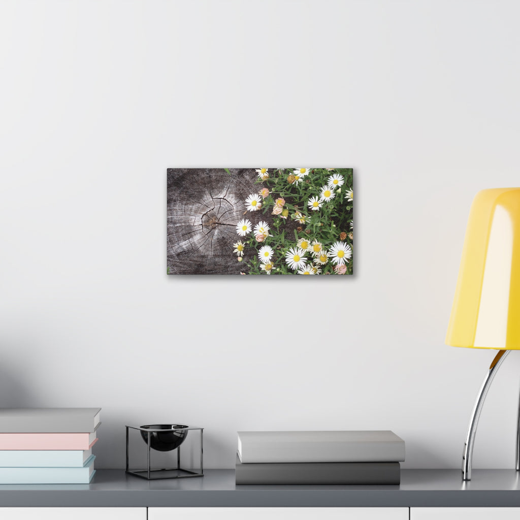 Daisies on Weathered Wood Canvas Wall Art
