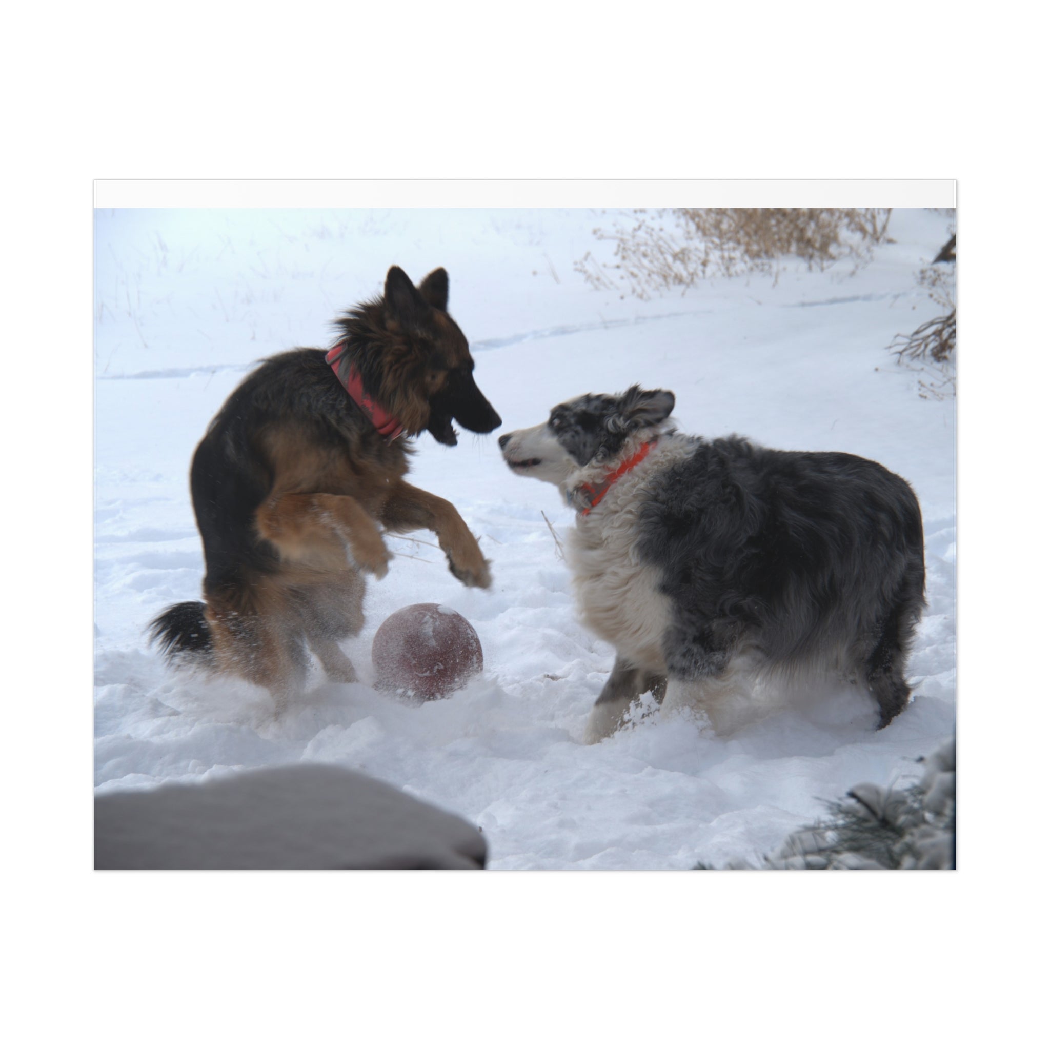 Dog Playful Winter Photo Poster — Two Dogs Playing in Snow Wall Art